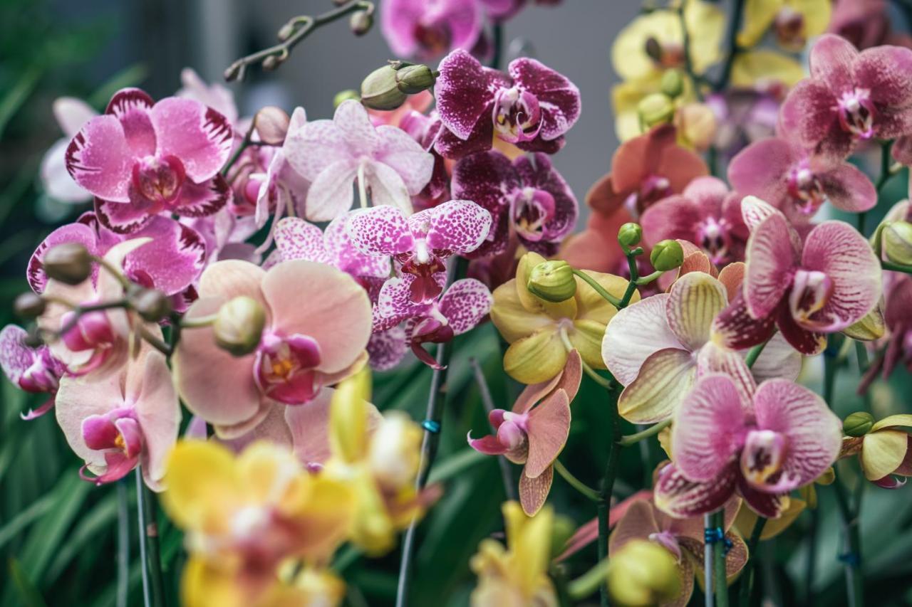 Orchid Garden Riverside Hội An