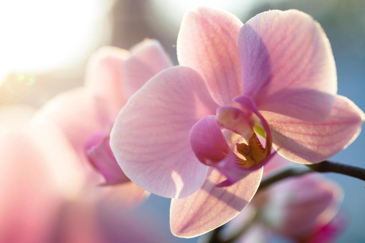 Biệt thự Orchid Garden Riverside