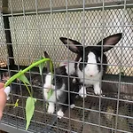 Lily Apartment