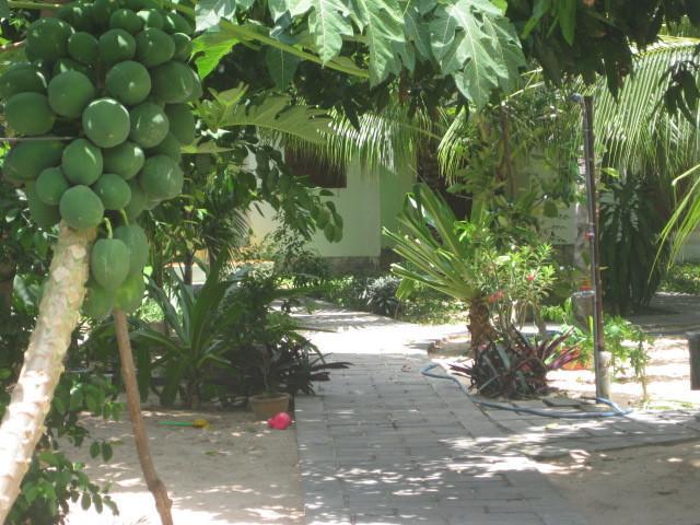 Cocosand Guest house 2*