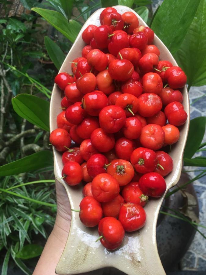 Cherry Garden Ở trọ