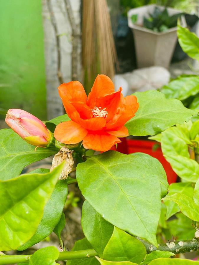 Tuan Phuong * Da Nang