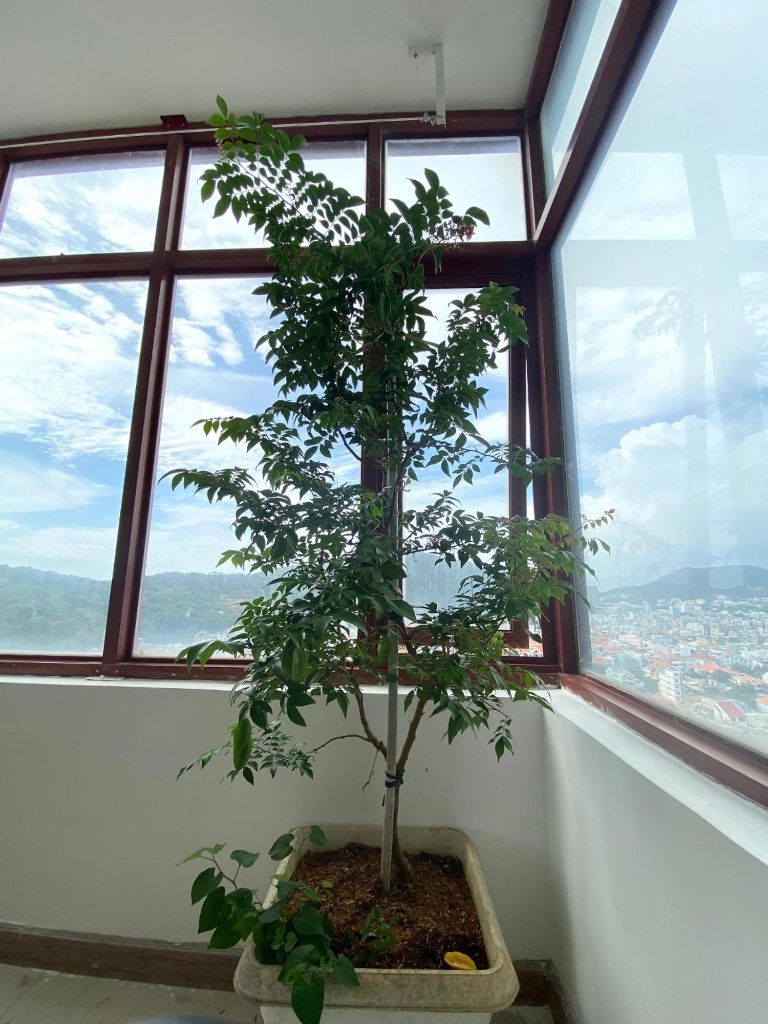 Zozo House - Homestay Bai Sau Apartment