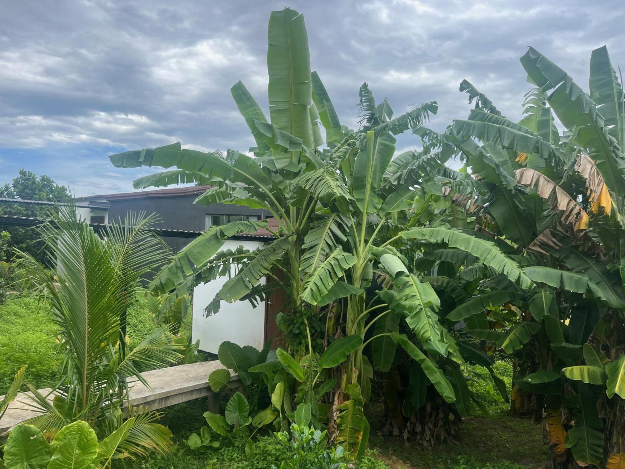 Nguyen Shack Retreat