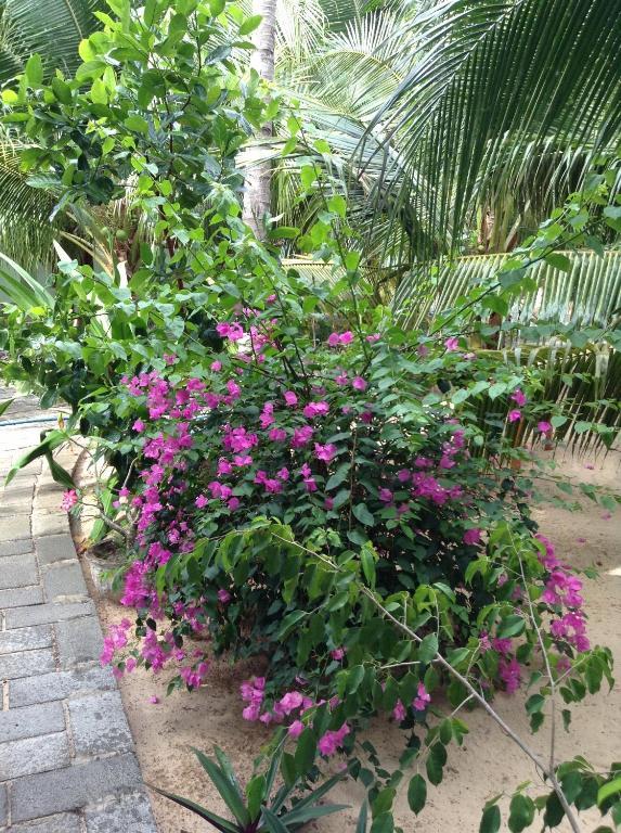 Cocosand Guest house 2*