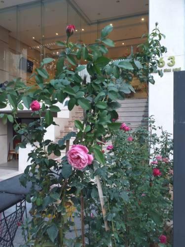 Rosetta & Hotel 3*