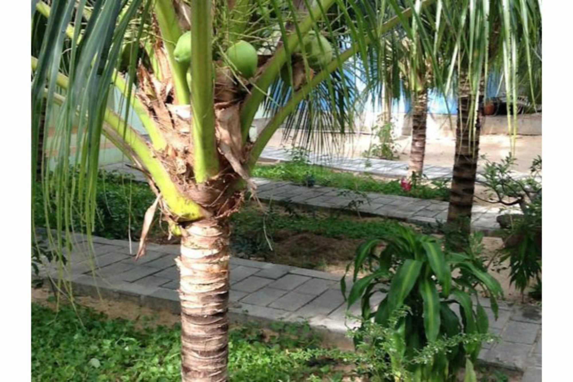 Cocosand 2* Phan Thiet