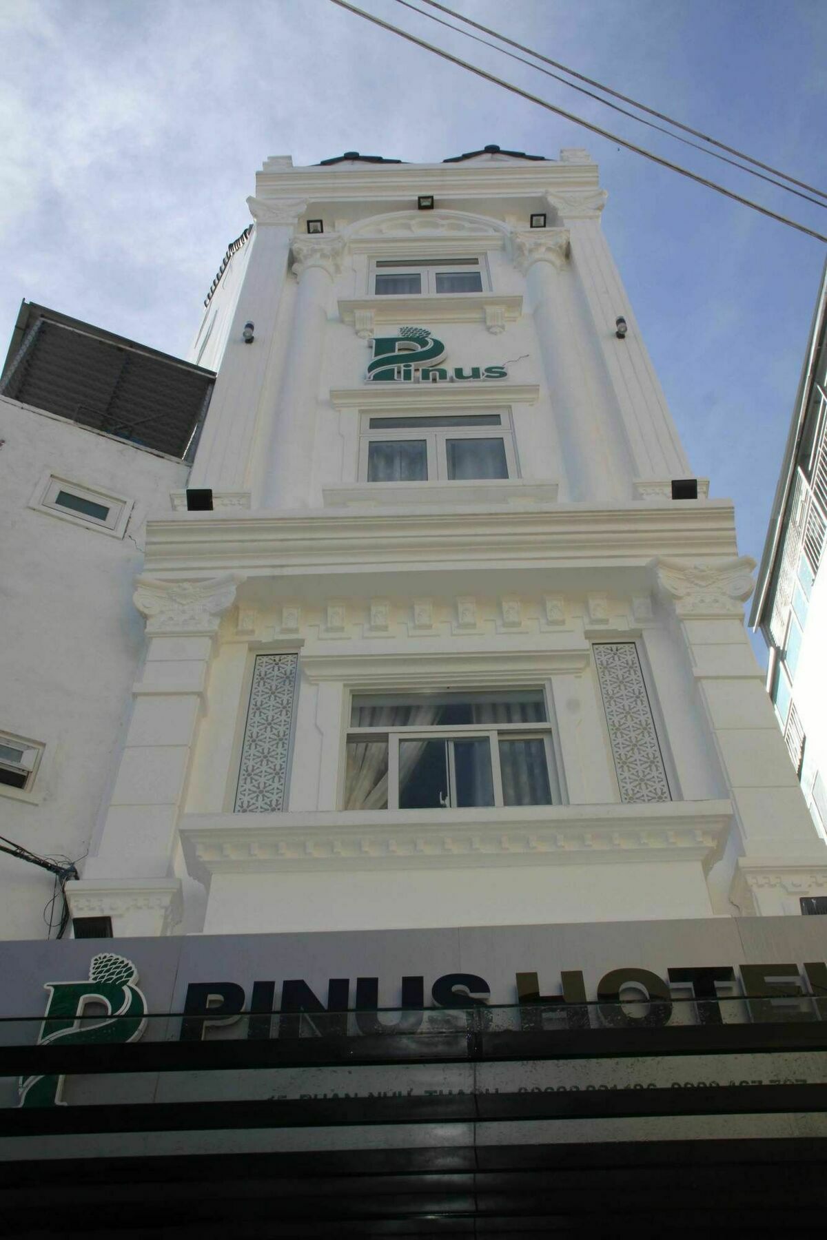 Pinus 3*