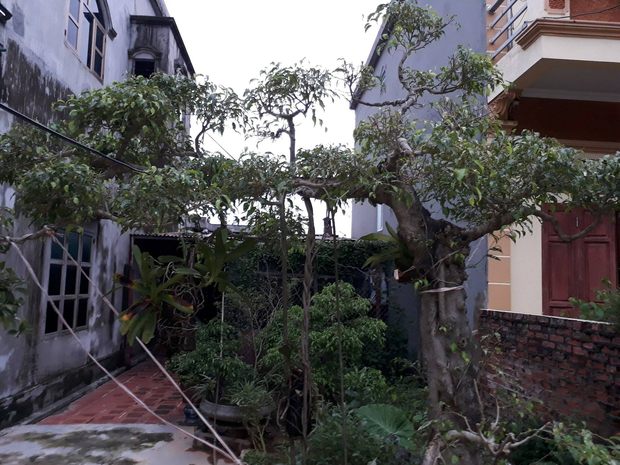 Tam Coc White Swan Hostel Ninh Binh