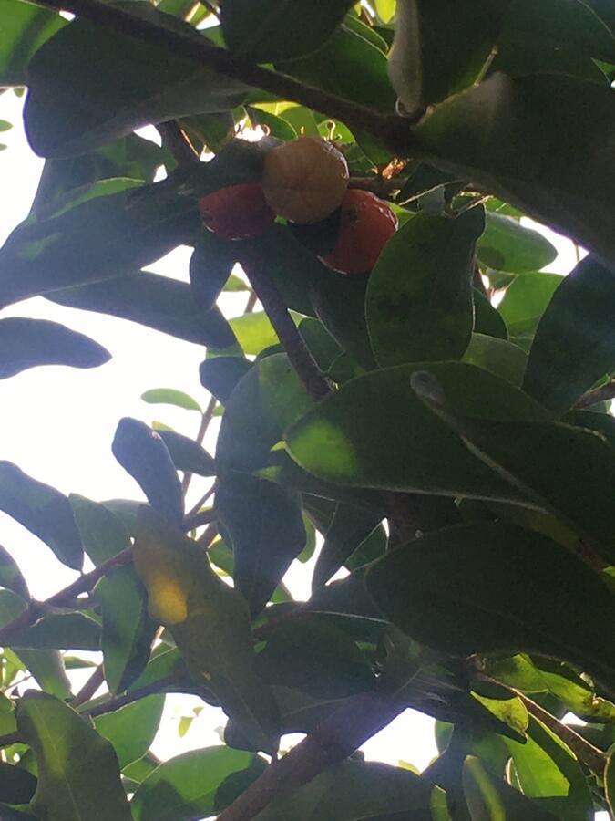 Cherry Garden Ở trọ