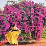 Khach San Ly Son Phu Sy