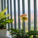 Thoc Ecopark Blue Home-1 Bed Room