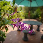 Strawberry Garden Homestay