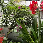 Friendly Villa Sh Dai Lai 4 Phong Ngu