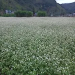 New Homestay