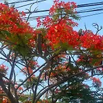 Can Ho Hoang Anh Daklak Ngay Trung Tam Full Noi That 3Pn Thoai Mai Cho 8-12 Nguoi