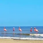Flamingo Ibiza - Hai Tien