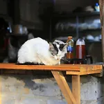 Sapa Jungle Homestay