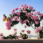 Edenam Boutique Hotel Ha Long