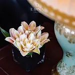 Rosa Cruise
