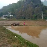 Truong Huy Homestay