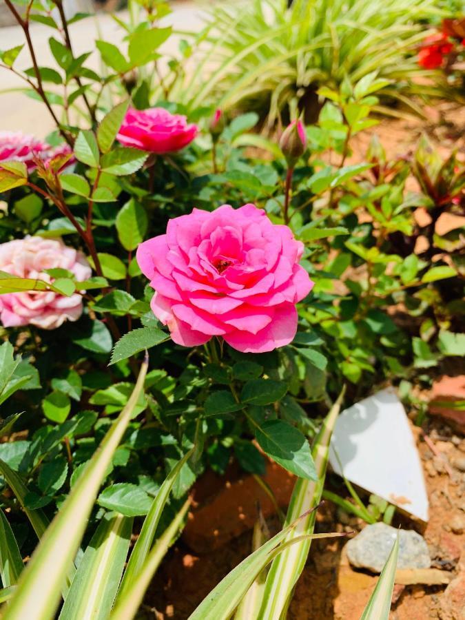 November Hotel Da Lat