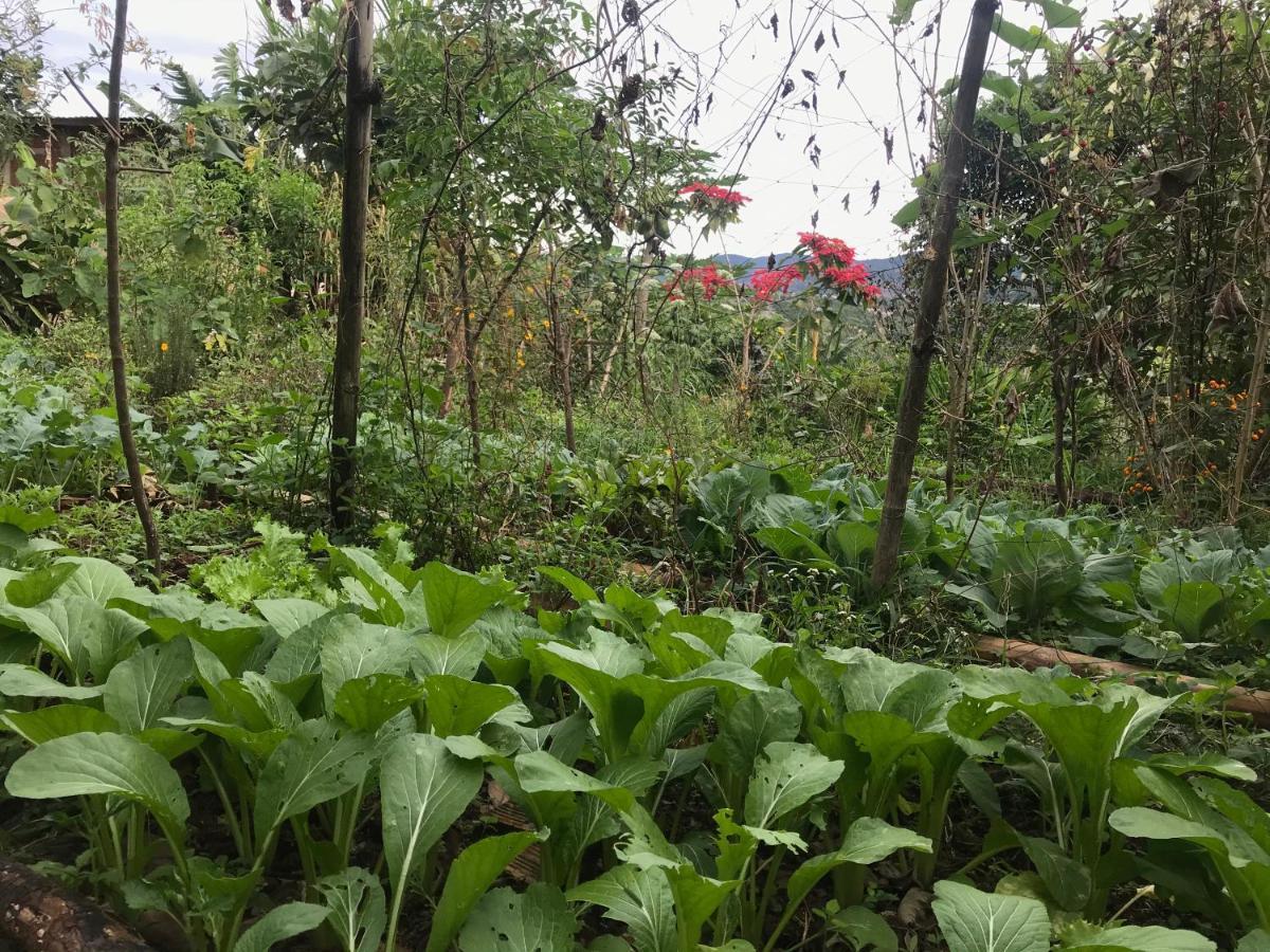Midori Coffee Farm *