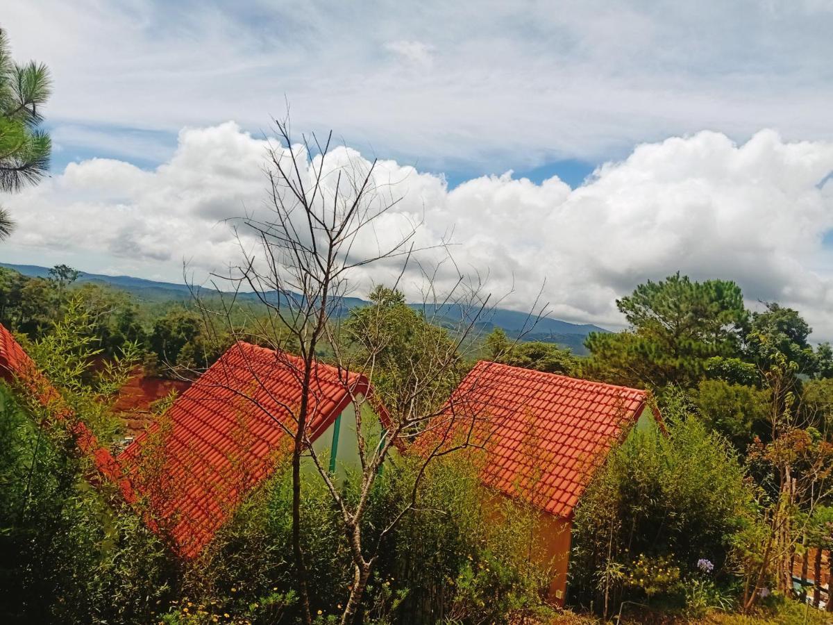Paradiso Măng đen Ở trọ *