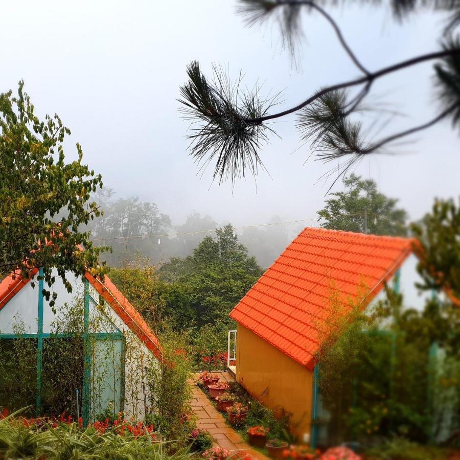 Paradiso Măng đen Ở trọ