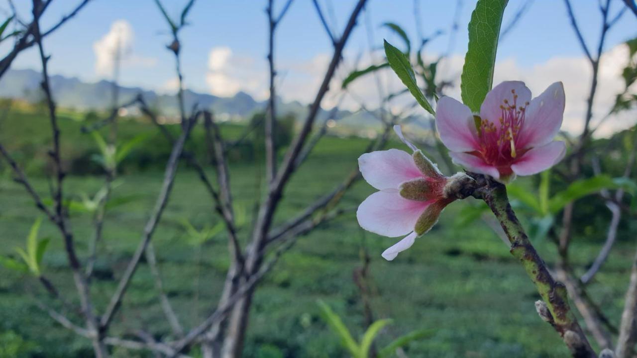 Sakura House - Vuon Dao *