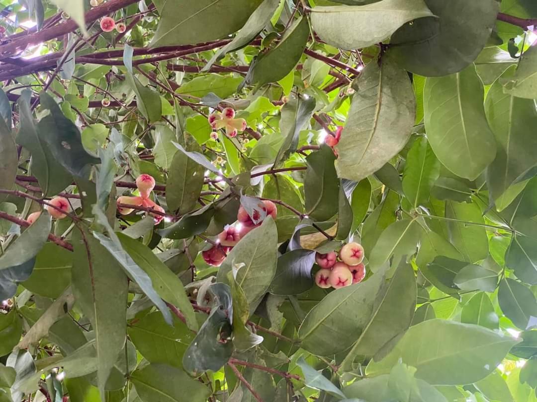 Miana Phú Quốc