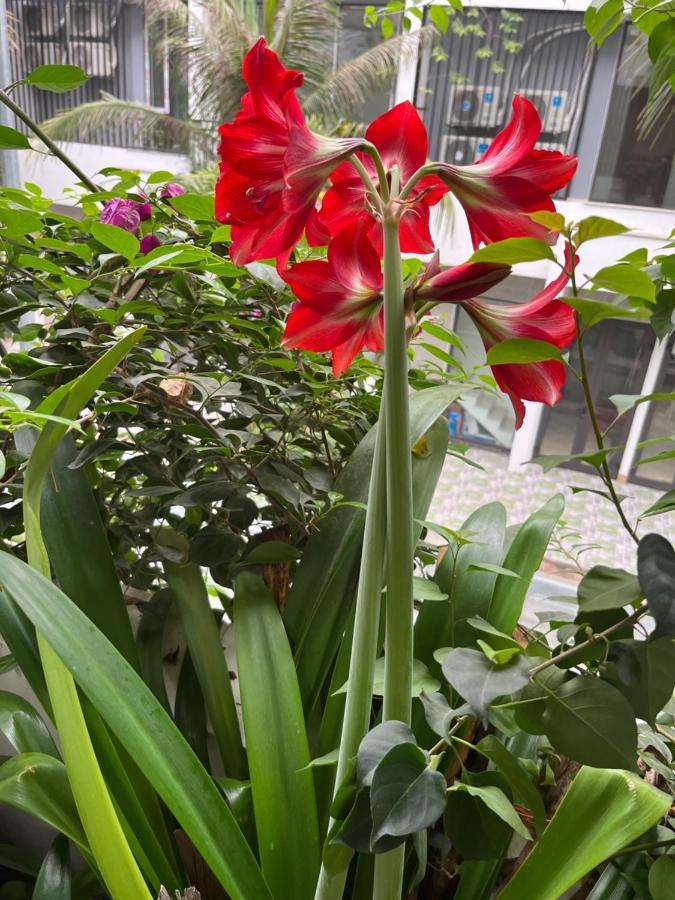 Friendly Sh Dai Lai 4 Phong Ngu