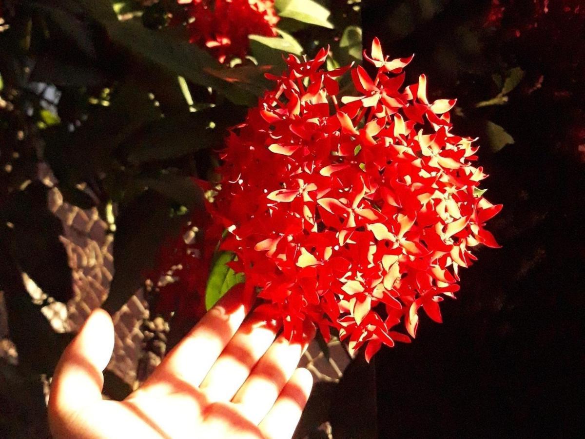 Ina - Nera Garden *