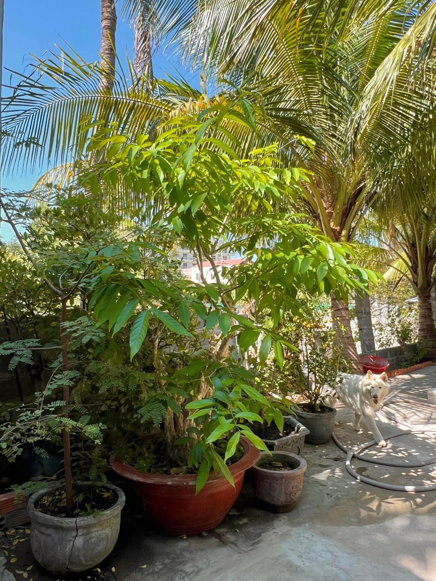 Guest house Duc Thao