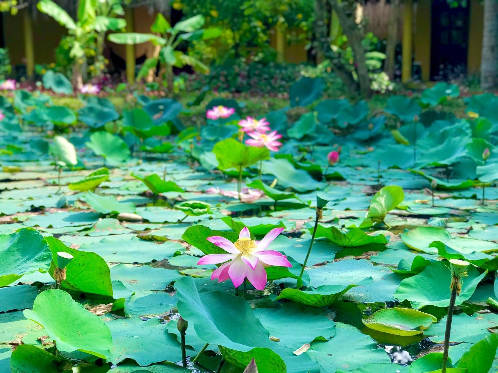 Bed & Breakfast Mango Riverside Ben Tre