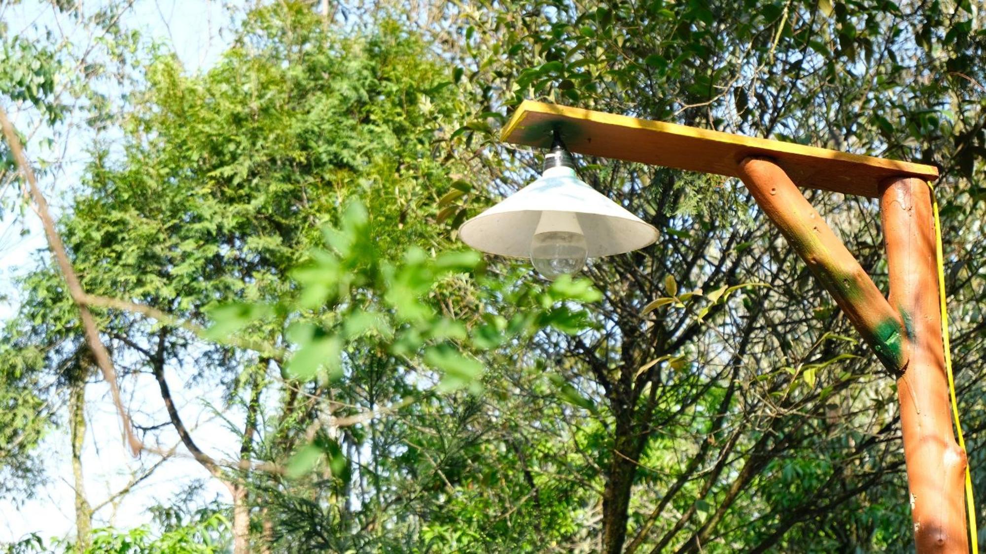 Ở trọ Jungle