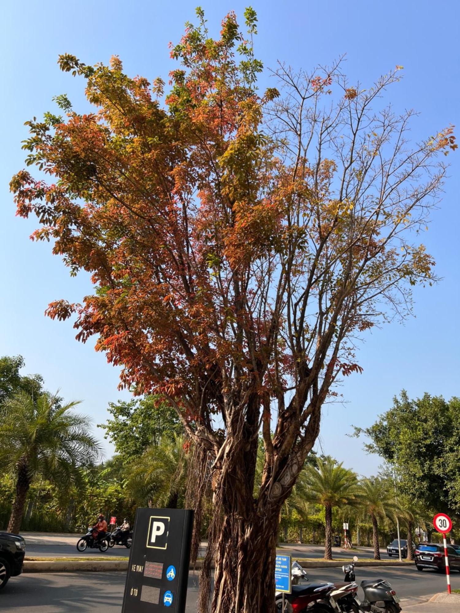 Căn hộ Vinhome Grand Park House-romantic