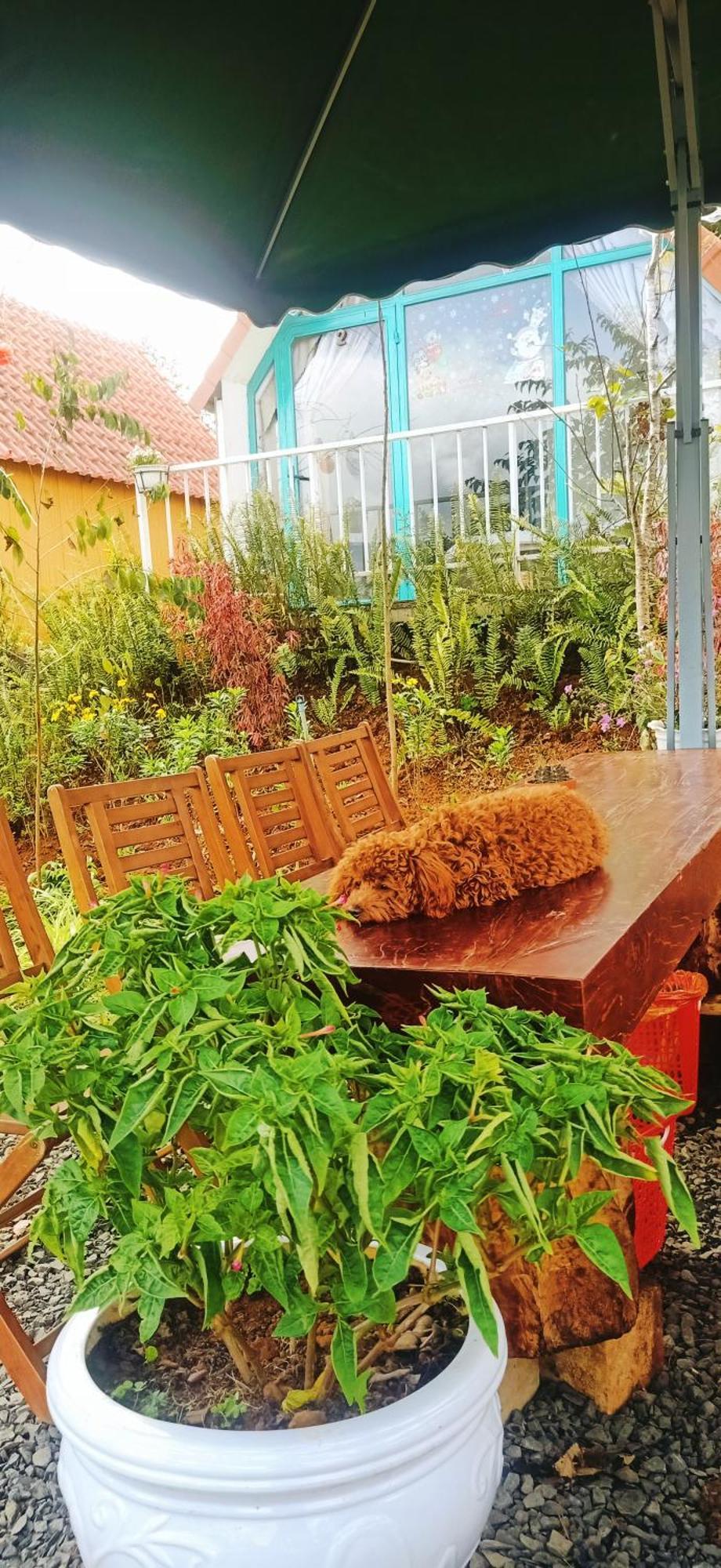 Paradiso Măng đen Ở trọ Kon Von Kla