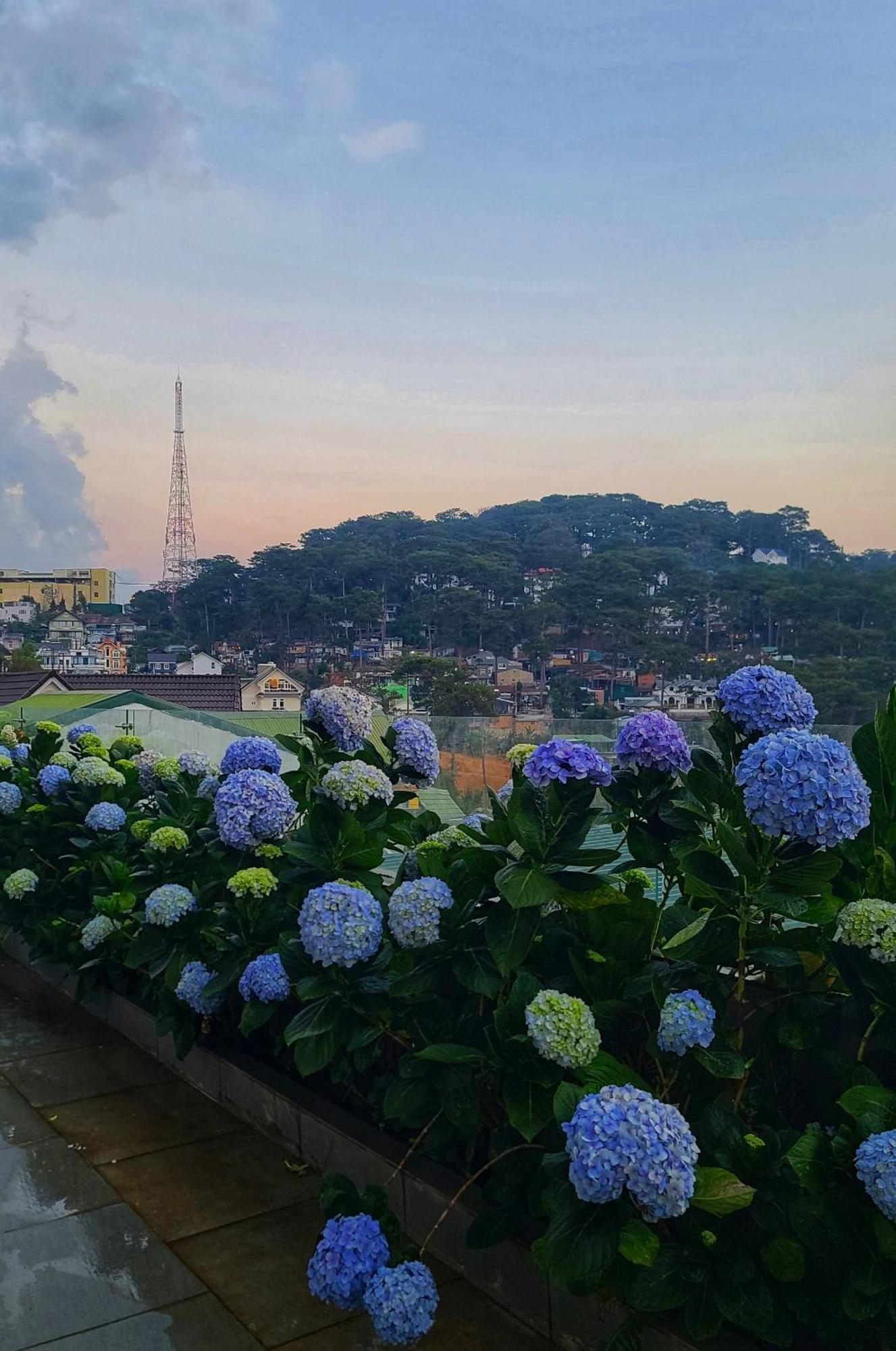 The Luxe Khách sạn