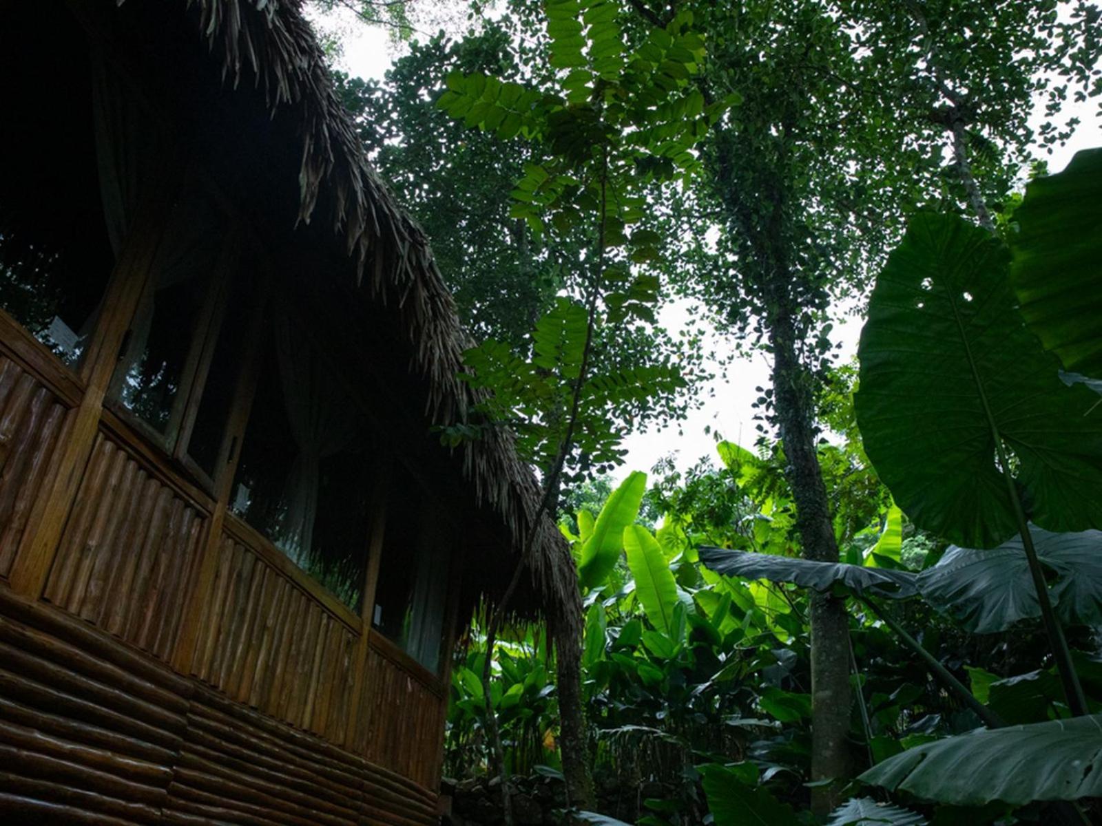 Jungle Resort