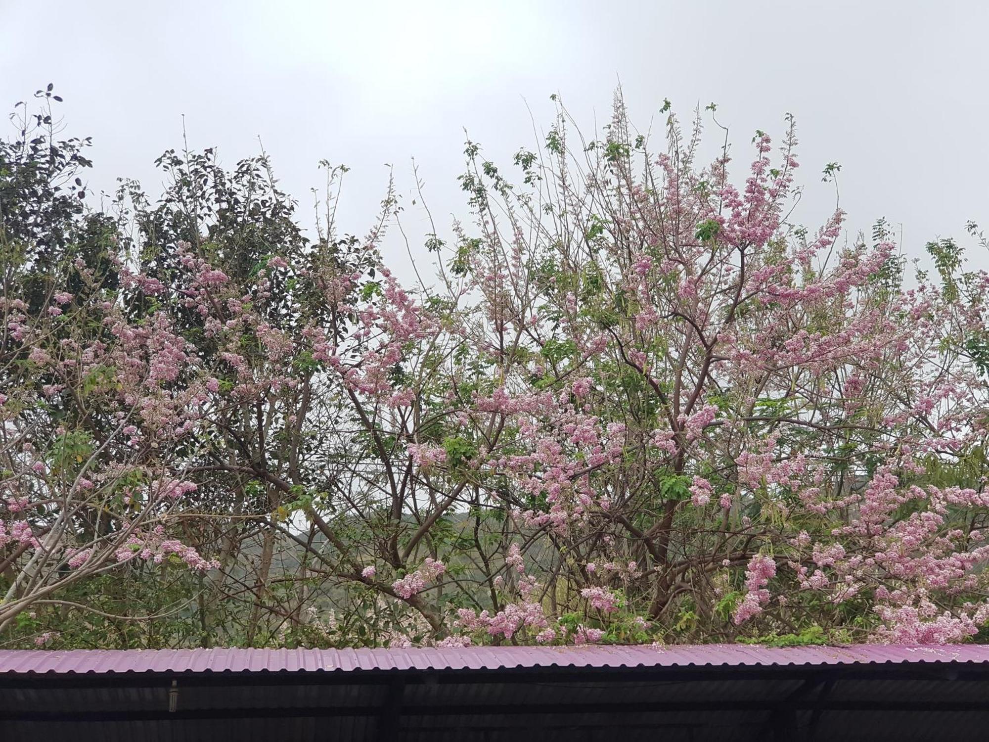 Oceanami Sea View *