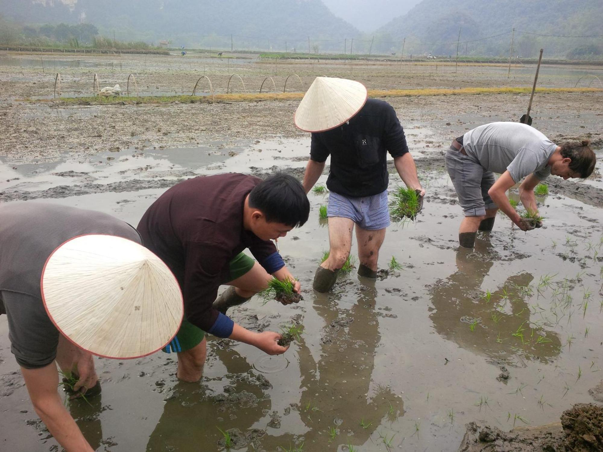 Tam Coc Rice Fields