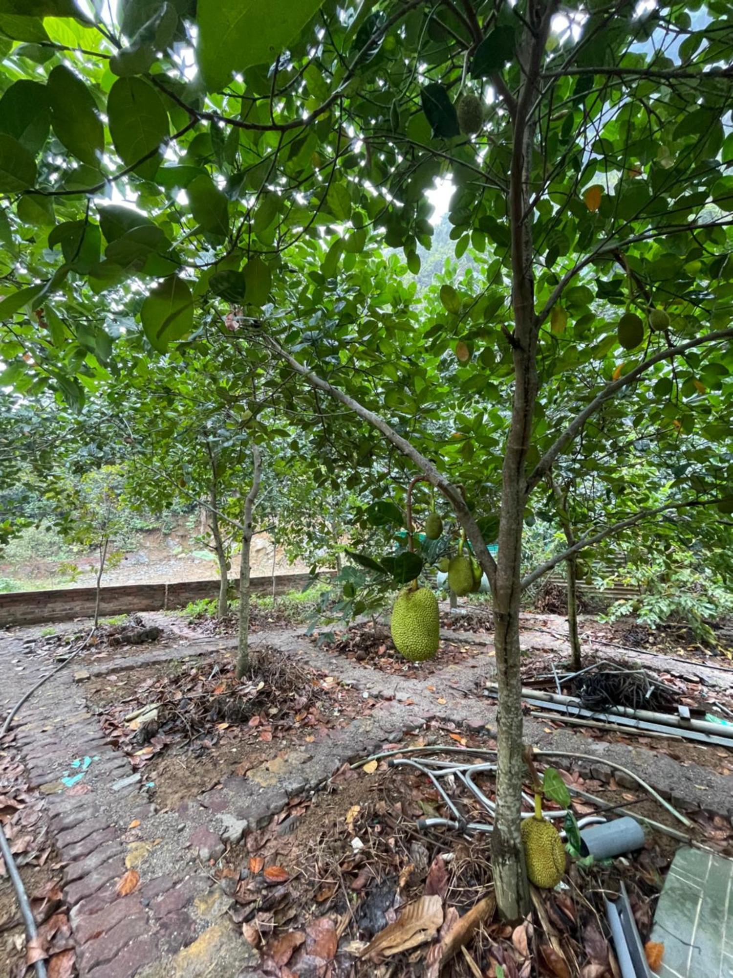 Cat Ba Countryside Privatunterkunft *