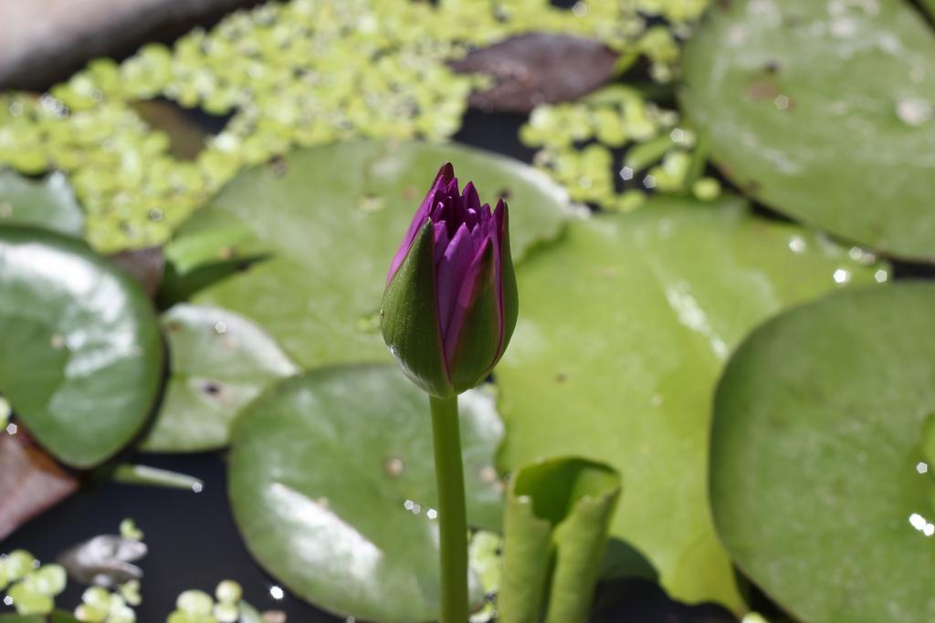 Orchid Boutique Resort