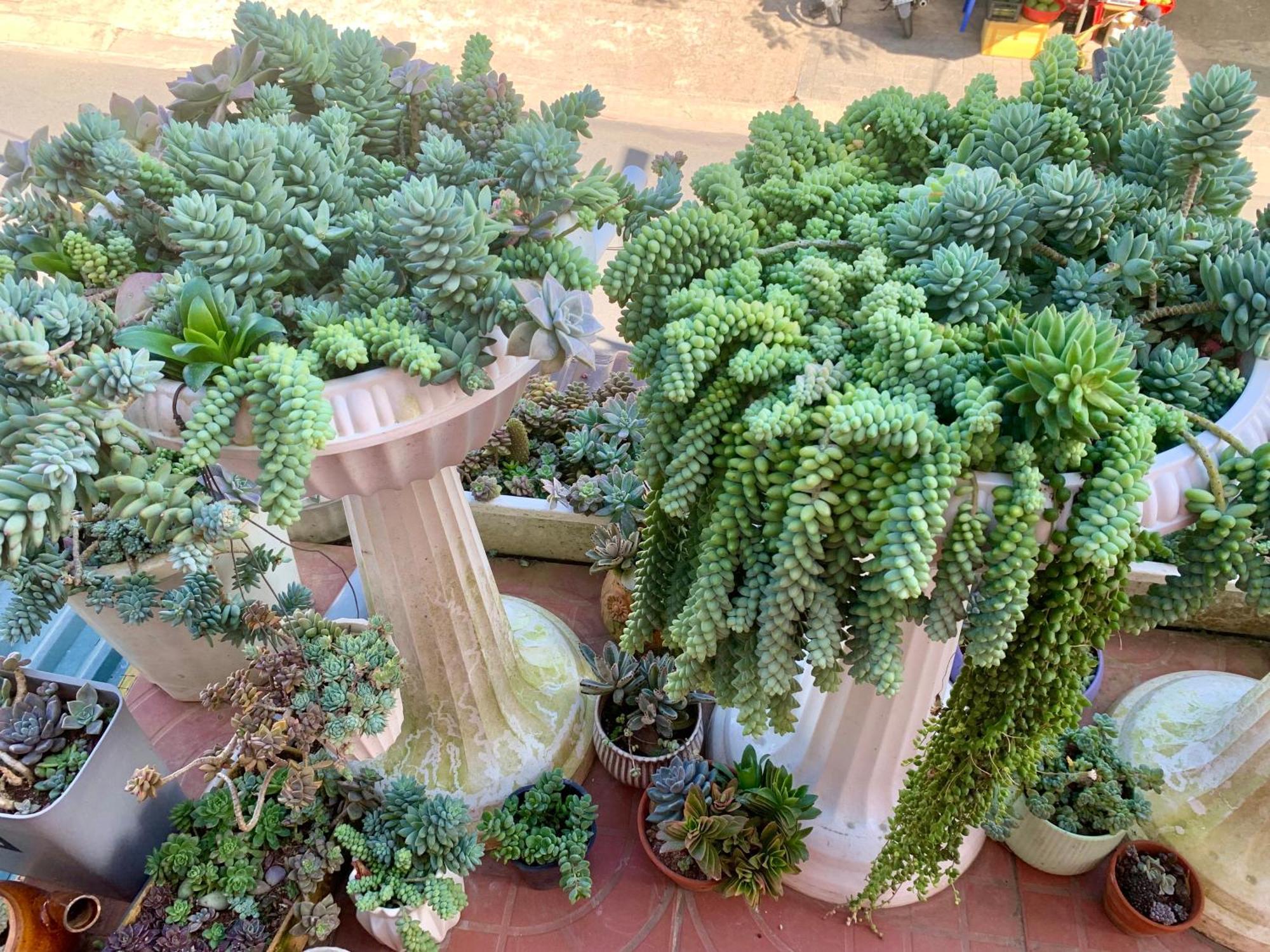 Ahihi Da Lat