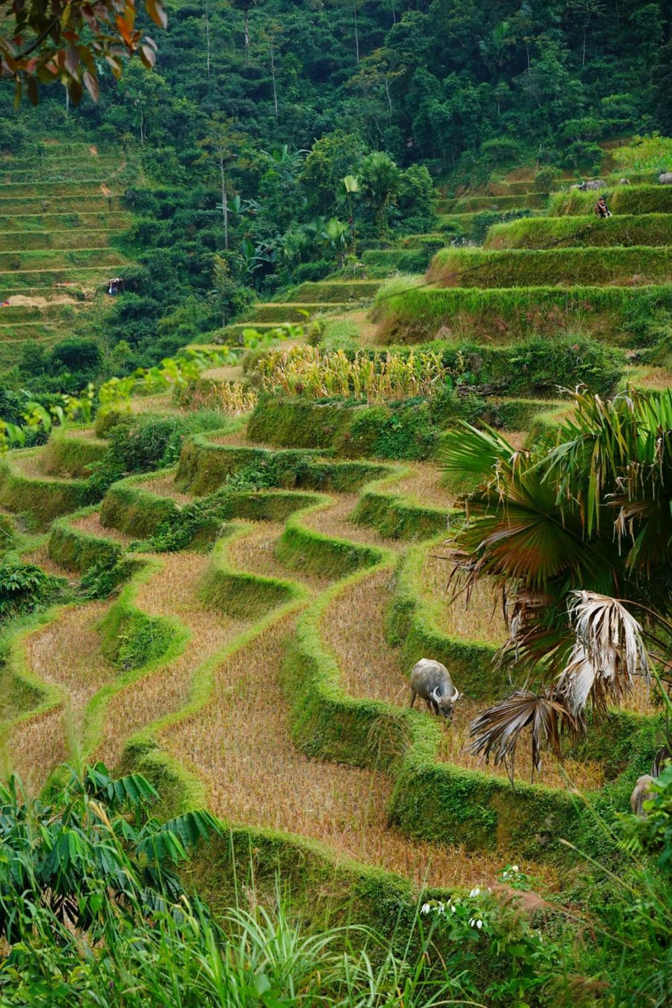 Yolo House And Loop Tours Hotel Ha Giang