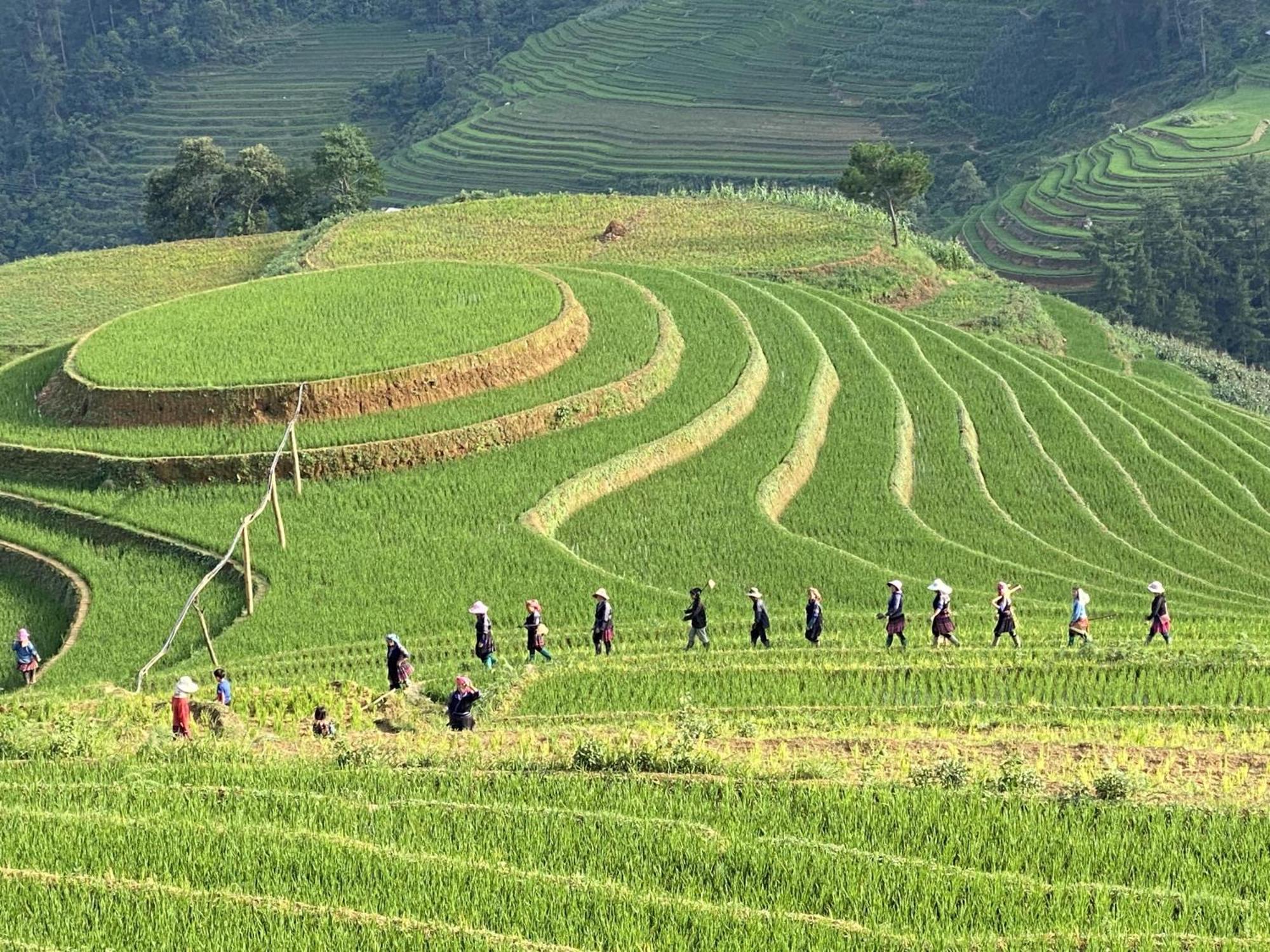 & Trekking Mu Cang Chai
