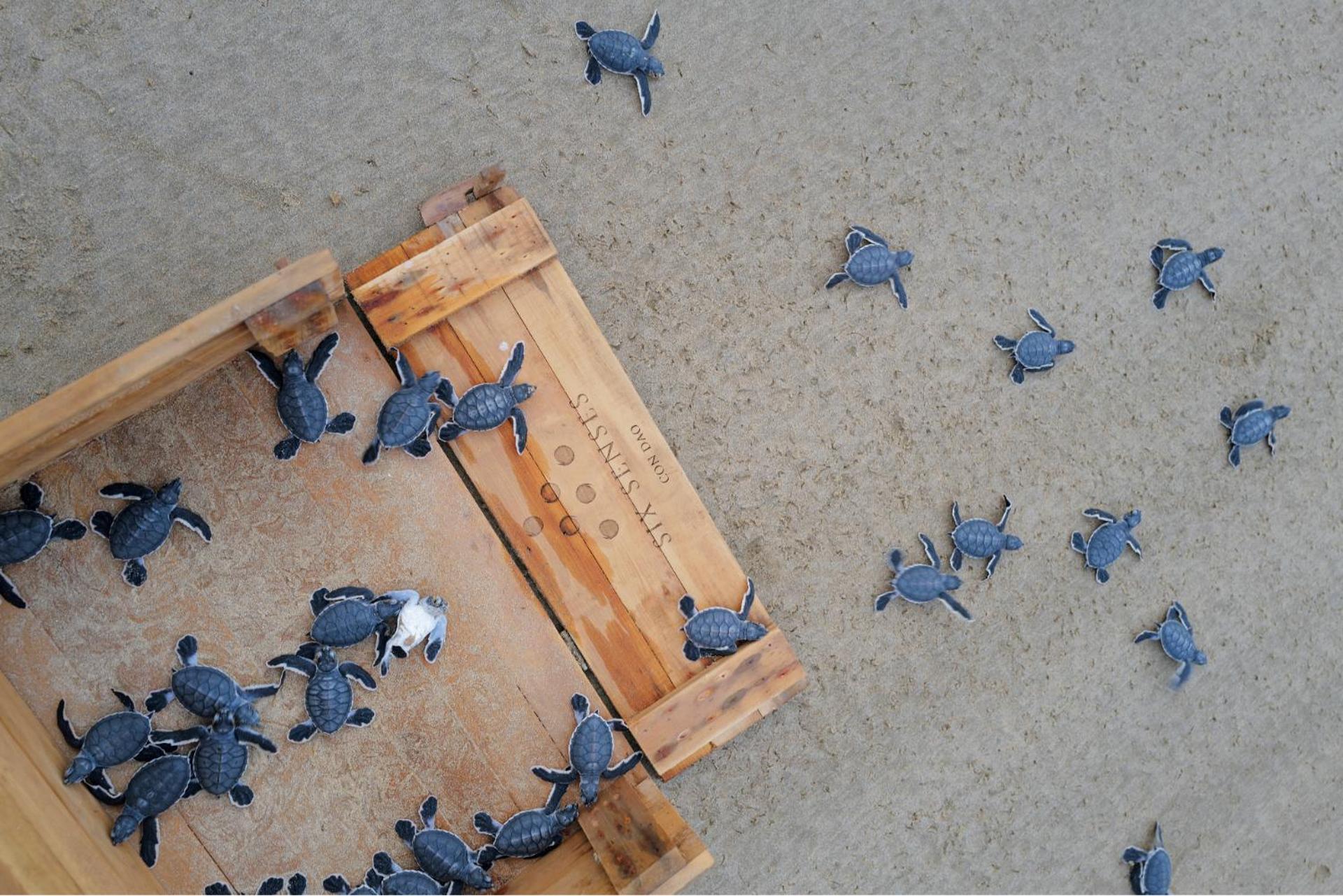 Six Senses Con Dao - Turtle Island Paradise 5*