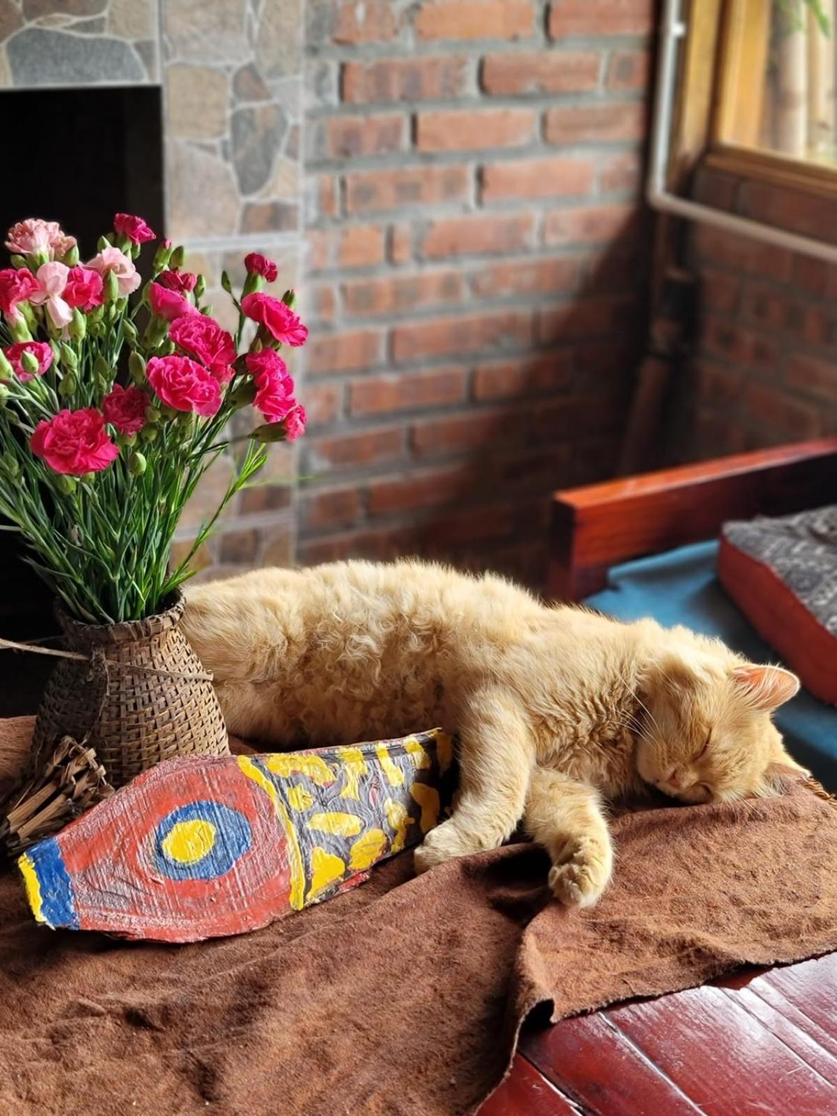 Sapa's Soul Homestay *