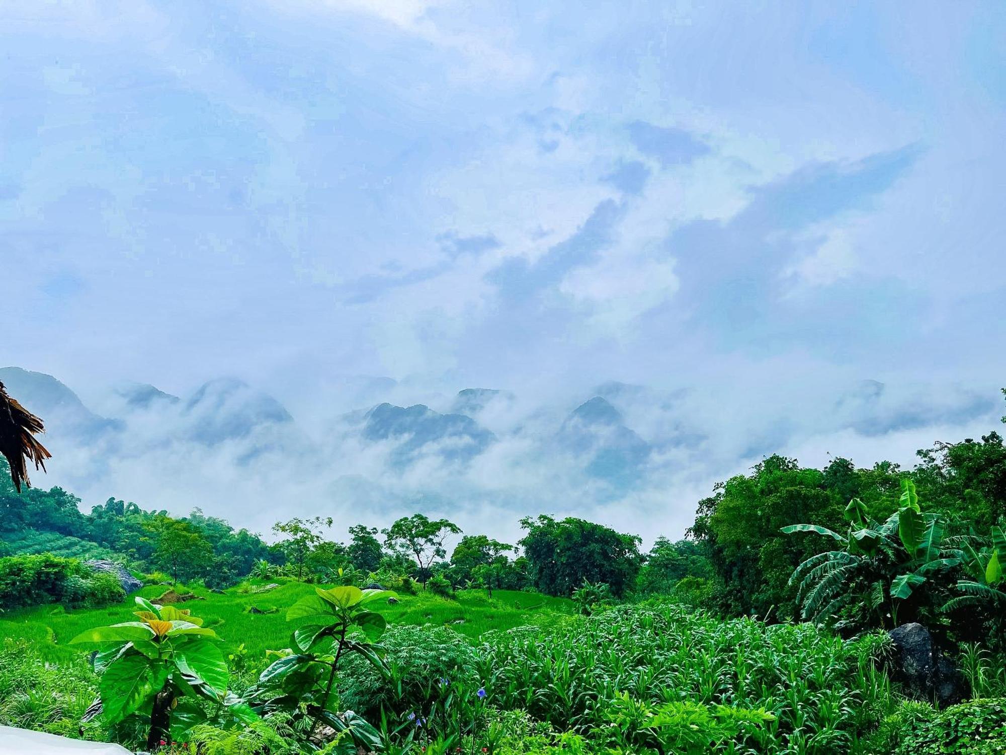 Jungle Resort